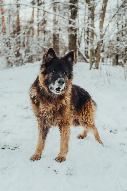 Zdjęcie Rocky